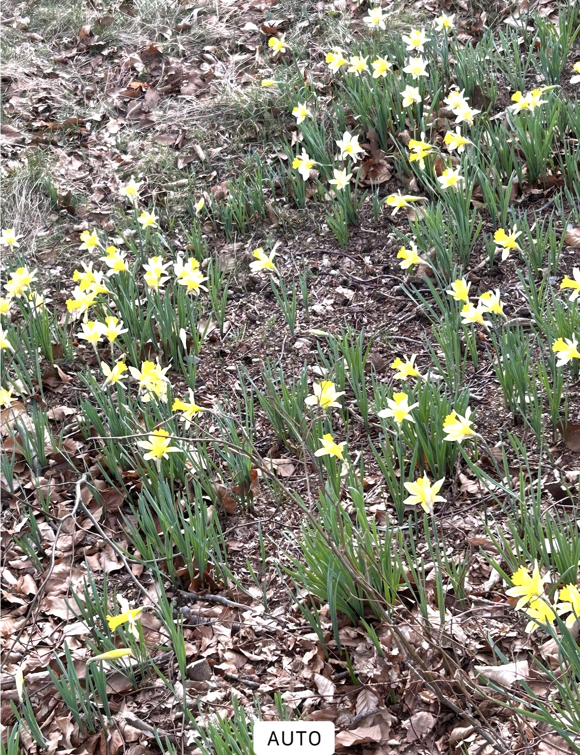narzissen2